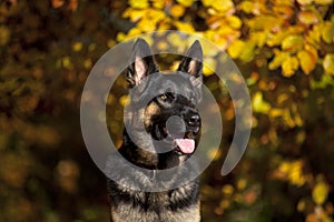 Attentive german shepard dog portrait with autumn colored background