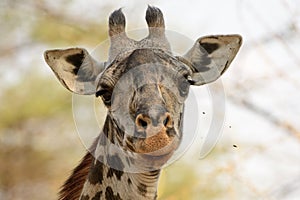 Attentive giraffe