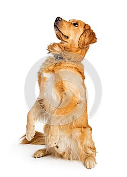 Attentive Golden Retriever Dog Sitting Up - Transparent