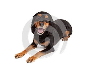 Attentive Gordon Setter Mix Breed Dog Laying photo