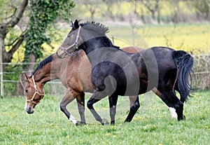 Attentive and grazing horse at the meadow Equus ferus caballus aufmerksames  und grasendes Pferd auf der Weide