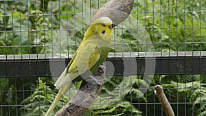 Attentive green and yellow budgie