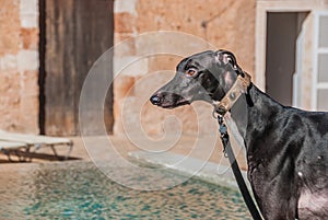 Attentive Greyhound dog with collar keeps a close watch