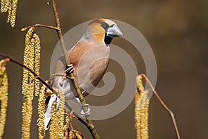 Attentive hawfinch peeking out from behind of hazel flowers on sunny spring day