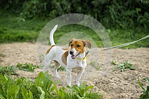 Attentive Jack Russell Terrier on a leash, ready to run and play