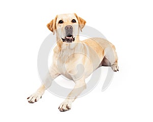 Attentive Labrador Retriever Dog Laying