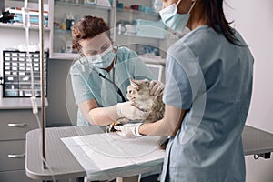 Attentive lady listens to cat on intravenous infusion while nurse assists in clinic