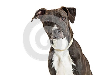 Attentive Large Dark Brown Dog Closeup