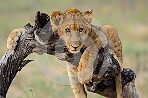 Attentive lion cub watching closely