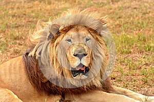 Attentive lion portrait