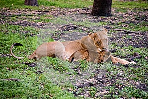 Attentive lioness with her cub