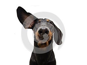 Attentive and listening  dachshund dog with one ear up. Isolated on white background
