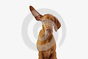 Attentive and listening pointer hound dog with one ear up. Isolated on white background