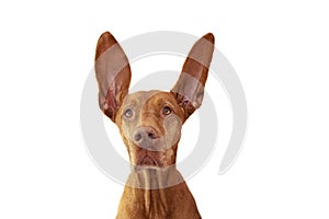 Attentive and listening pointer hound dog with two ears up. Isolated on white background