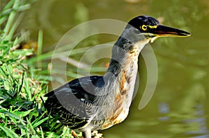 Attentive look of a Butorides striata walking by the lake