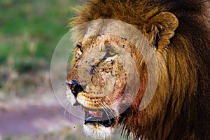 Attentive look of a lion. Masai Mara