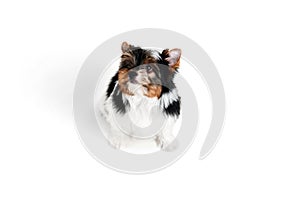 Attentive look. Studio image of cute little Biewer Yorkshire Terrier, dog, puppy, posing over white background. Concept