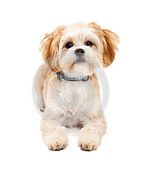 Attentive Maltese Mix Breed Dog Laying