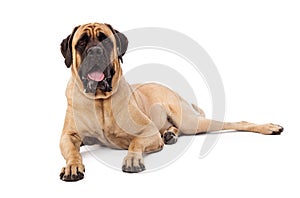 Attentive Mastiff Dog Laying