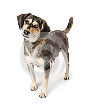 Attentive Medium Size Brown Dog Looking Forward photo