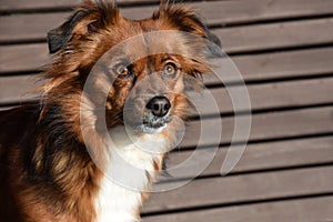 Attentive mixed breed  dog with big astonished eyes