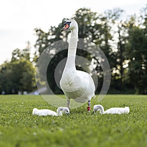 Attentive momma swan looking after her two baby chicks photo