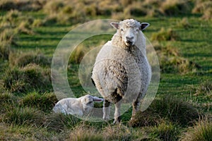 An attentive mother sheep looks at the camera while her lamb lies on the grass