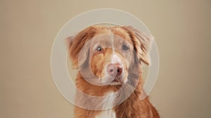 Attentive Nova Scotia Duck Tolling Retriever dog in studio