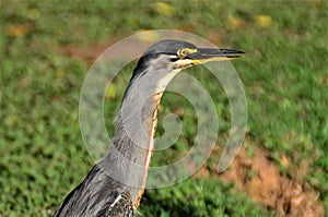 An attentive open-billed Butorides striata