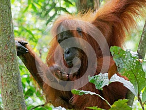 Attentive Orang Utan Sumatra Jungle