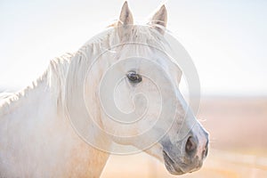 Attentive Palomino horse