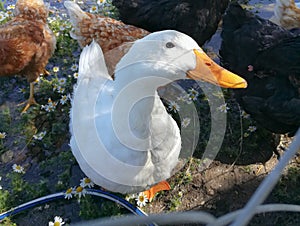 An attentive pekin duck looking with its head to the side