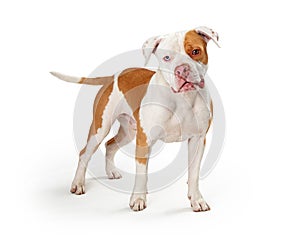 Attentive pet Pit Bull dog calm standing