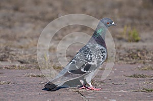 Attentive pigeon looking to the right