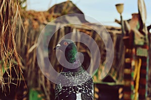 An attentive, pigeon perched on a tarnished pole.