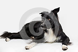 Attentive purebred border collie dog lying on the floor one ear bent, full length portrait looking to camera isolated over white