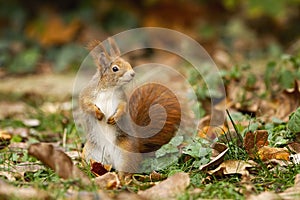 Attentive red squirrel with fluffy tail portrayed in the autumn atmosphere photo