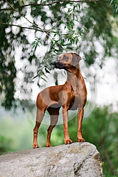 Rhodesian Ridgeback standing on rock