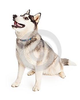 Attentive Siberian Husky Dog Sitting At An Angle