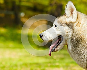 Attentive Siberian Husky on grass looking to the left side