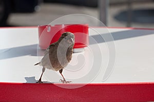 Attentive sparrow on a table