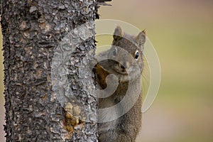 Attentive squirrel prepared for the winter climbing a tree