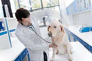 Attentive vet listening heartbeats in his patient