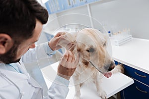 Attentive veterinarian cleaning ears of Labrador