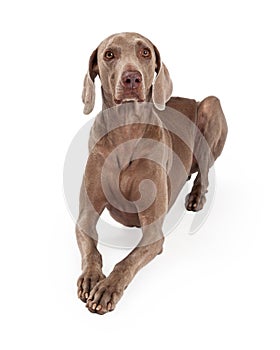 Attentive Weimaraner Dog Laying