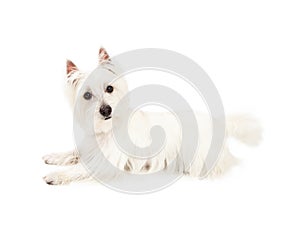 Attentive West Highland Terrier Dog Laying