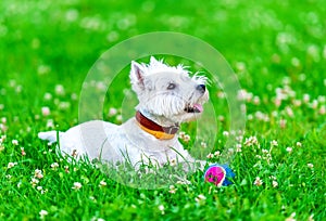 Attentive West highland white terrier with ball dog toy