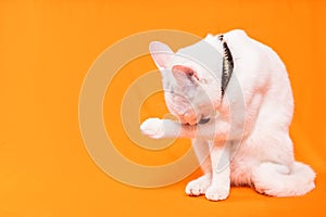 cute white puppy cat grooms one paw on orange background photo