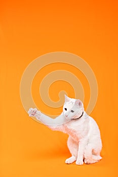 playful young white cat stretches its paw to reach something, orange background photo