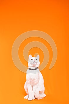 white small cat attentively looks up, orange background photo